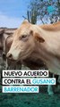Nuevo acuerdo para frenar al gusano barrenador en Tamaulipas y Veracruz