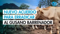Nuevo acuerdo para frenar al gusano barrenador en Tamaulipas y Veracruz