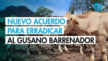 Nuevo acuerdo para frenar al gusano barrenador en Tamaulipas y Veracruz