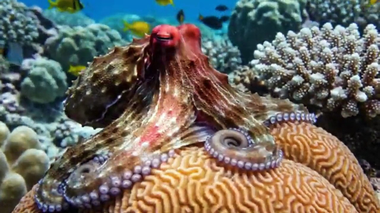 UNDERWATER SERENITY
