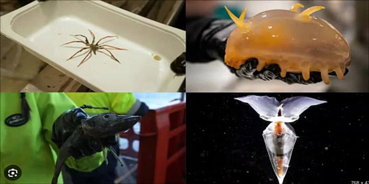 El hallazgo del * siglo en la Antártida que podría reescribir la biología