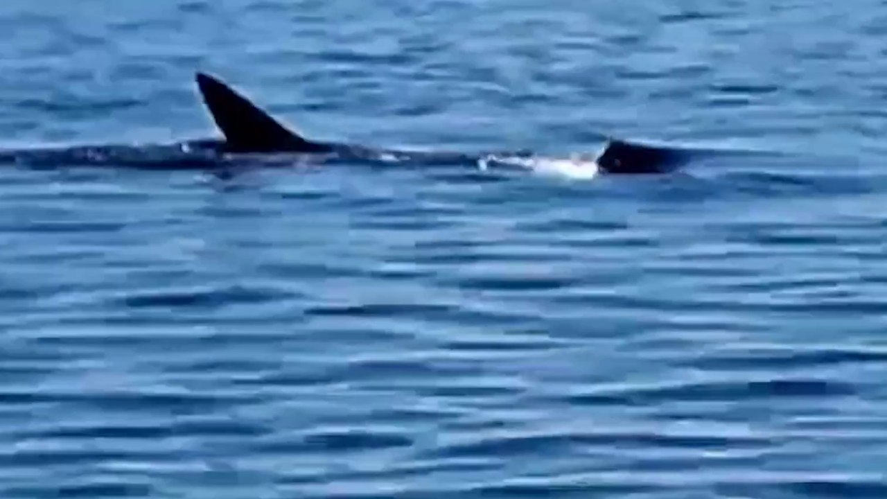 tn7-tiburon-ballena-fue-captado-en-video-en-osa...