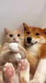 When cats and dogs become best friends 🐱🐶💞