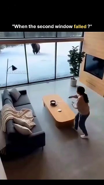 The post features an video showing a grizzly bear charging through a floor-to-ceiling window int