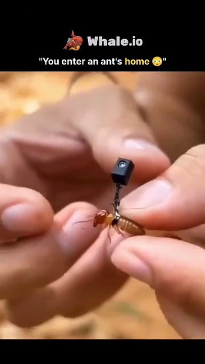The video features a 12-second satisfying clip where a tiny camera is attached to an ant's head, revealing what an ant nest actually looks like from the inside--and it's nothing like what people expect.  As the ant enters its nest, the footage shows narro