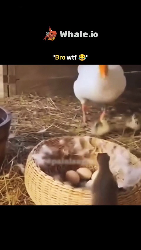 The post shares a viral 15-second video of a Weimaraner dog protectively pinning a toddler to th