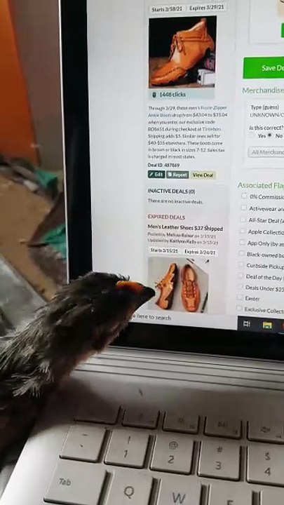 "There's a bug on your screen; hang tight, I'll get it." | #SparklegleamFarm #Chicken #farm #farmanimals #cute