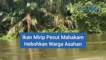 Ikan Mirip Pesut Mahakam Gegerkan Warga Asahan