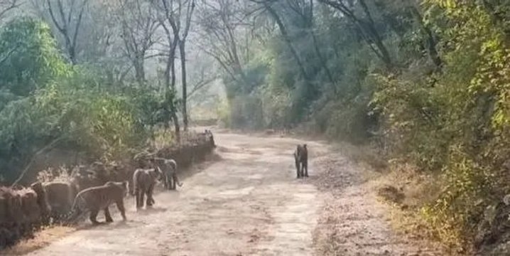 बाघिन के तीन शावक