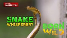 Magsasaka, tinuklaw ng king cobra! | Born to be Wild