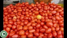Benefits and uses of tomatoes