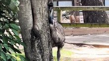 Emu bird