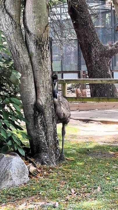 Emu bird