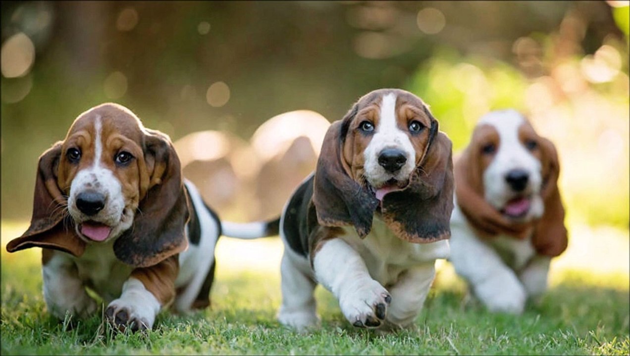 Friend of the week: The Basset Hound