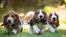 Friend of the week: The Basset Hound