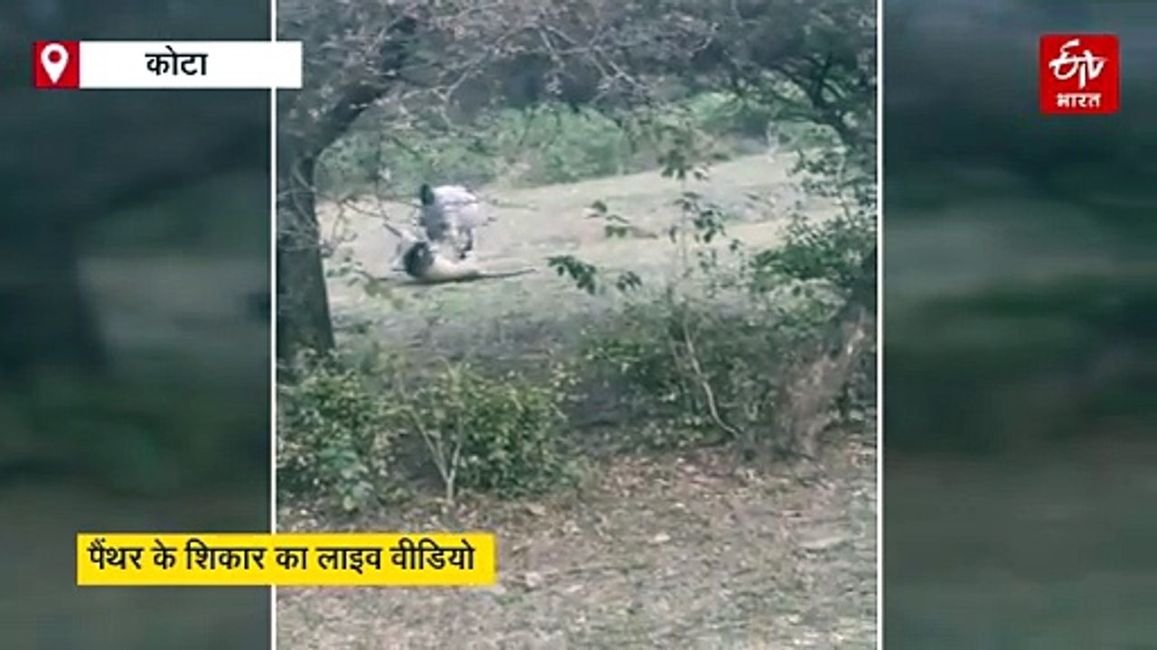 मुकुंदरा टाइगर रिजर्व में पैंथर और मवेशी का रोमांचक संघर्ष, गाय ने पैंथर को दी शिकस्त