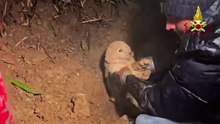 Cosenza, cuccioli intrappolati in una tubatura: salvataggio sotto la pioggia dei Vigili del Fuoco (12.01.26)