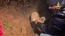Cosenza, cuccioli intrappolati in una tubatura: salvataggio sotto la pioggia dei Vigili del Fuoco (12.01.26)