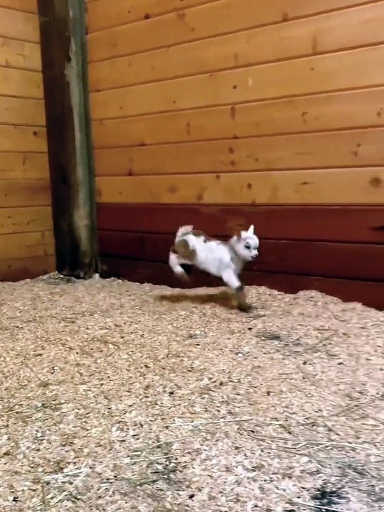 Mini goats 🐐