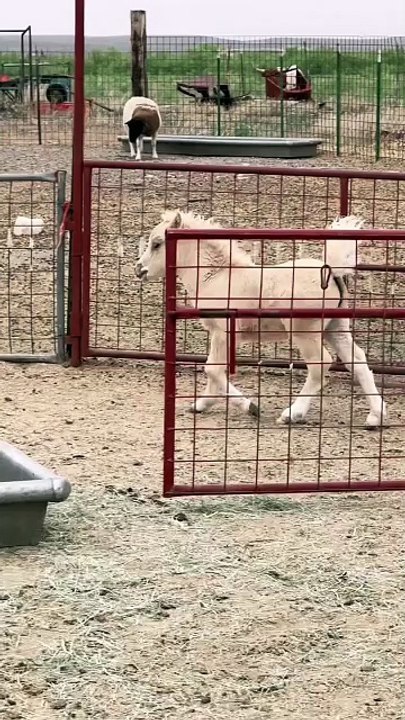 babygoat are so lovely#cuteanimals #goats #minigoat #goatsoftiktok