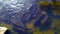 Activities Of Small Fishes In Lake Mandi Himachal Pradesh India