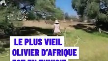 Le plus vieil olivier d’Afrique est en Tunisie