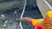 Bird of Colors