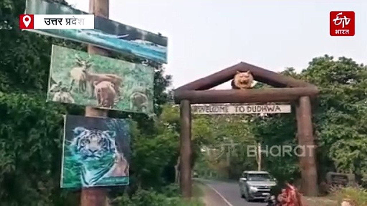 दुधवा टाइगर रिजर्व में बाघ ने किया 7 फीट लंबे अजगर का शिकार, देखें वीडियो