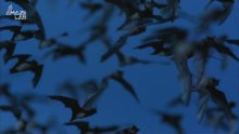 Solar Farms May Be Having an Unexpected Impact on Bat Populations