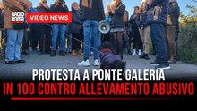 Ponte Galeria, protesta animalista contro l’allevamento abusivo: scatta il sequestro degli animali
