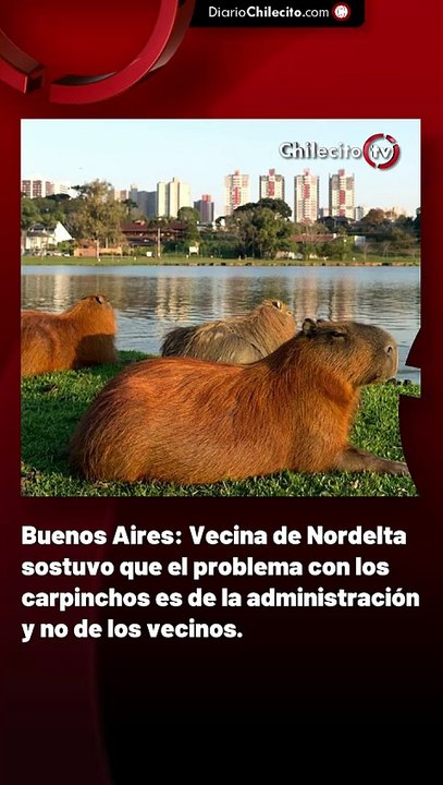 Buenos Aires: Vecina de Nordelta sostuvo que el problema con los carpinchos es de la administración y no de los vecinos.