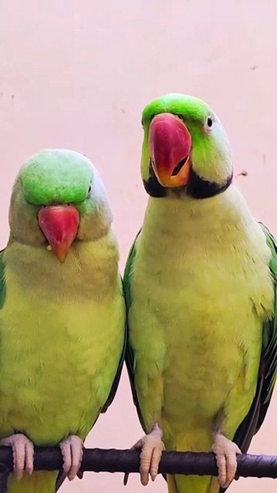 Talking Parrot l Parrot Talking l Parrot Sound