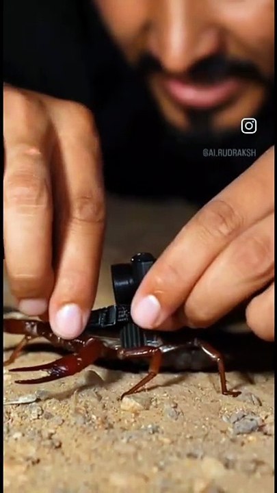 Akrebe casus kamera takıp yuvasına yolladı: Gördüğü manzara karşısında kanı dondu!