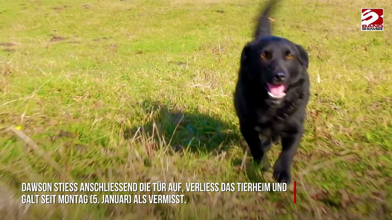Cleverer Hund entkommt Tierheim, indem er die Eingangstür aufschließt