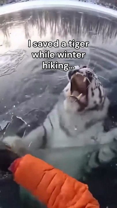 Saving a giant tiger from under the hard ice  انقاظ نمر عملاق من تحت الجليد القاسي