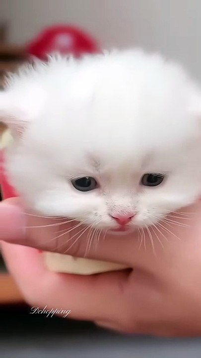 The Cutest fluffball💞 _adorable _cat _catvideos _kitten _cute _catshorts