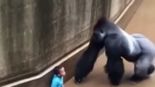 An unexpected reaction from the gorilla when the child fell into its enclosure رد فعل غير متوقع من الغوريلا حين سقط الطفل في بيتها