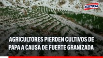 Agricultores pierden cultivos de papa a causa de fuerte granizada: Piden apoyo de las autoridades