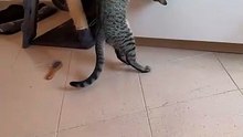 Cute kittens reunite with a hug after one gets trapped inside a drawer