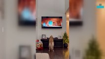 Tv-obsessed Dog Can’t Look Away From Cartoon Show