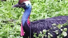 Cassowary bird Australia 🇦🇺