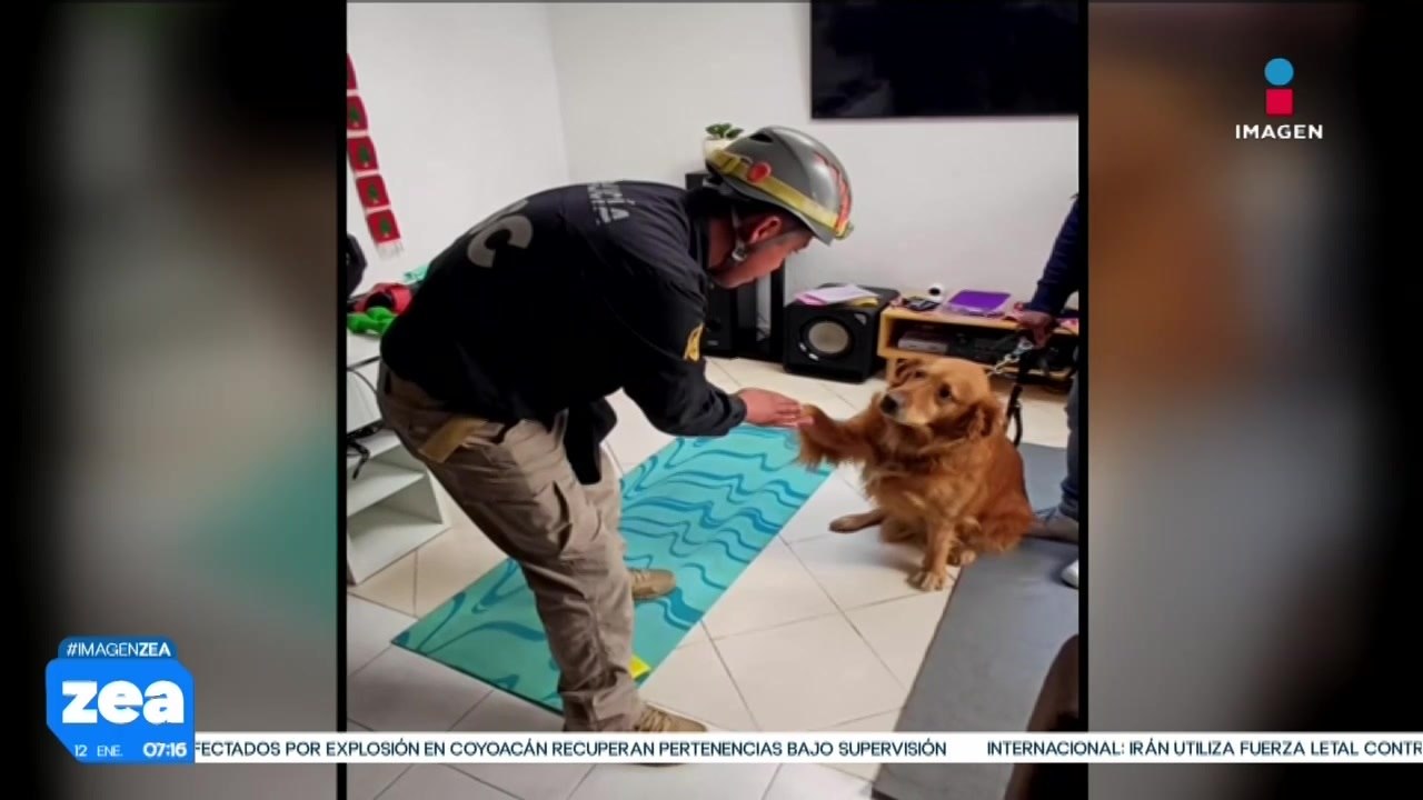 Brigadas de CDMX rescatan a 15 animalitos de compañía tras explosión en Coyoacán