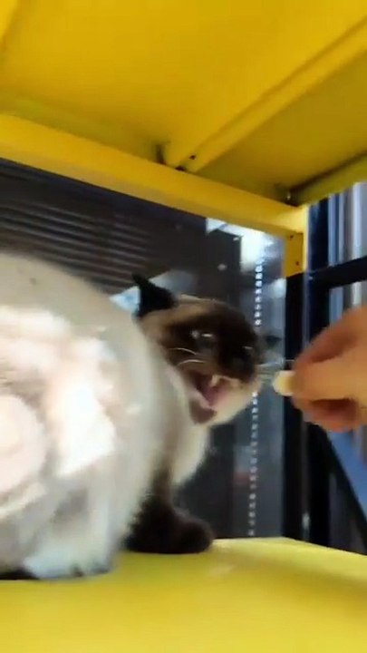 In Japan_ researchers are using smart walkways to turn everyday activities into clean energy 4. These roads are embedded with special piezoelectric materia