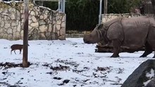 Veado enfrenta rinoceronte em Zoológico na Polónia