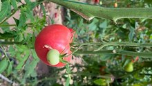 End of pink tomato production