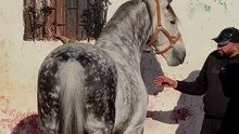 جماك جمال ✨❤️🐎