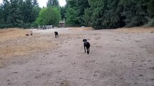 Dog park, the chase is on