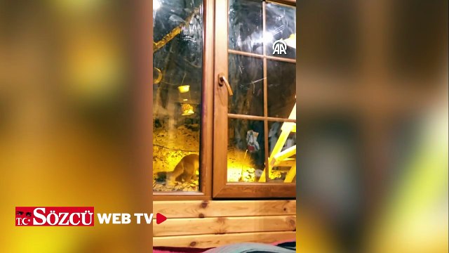 Kartaltepe'de aç kalan tilkiyi eliyle besledi