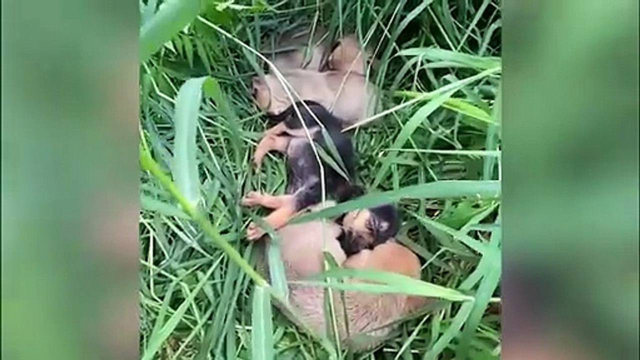Moradora encontra seis filhotes de cachorro em caixa abandona em terreno baldio no bairro Cataratas
