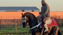 زين باين من شوفة واخا تكون مخطوفة ✨❤️🐎